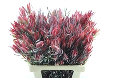 Leucad Sal Blush 60cm