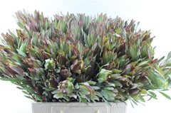 Leucad Other 60cm