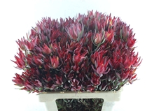 Leucad Sal Blush 60cm