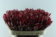 Leucad Jester 70cm