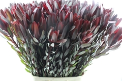 Leucad Safari Sunset 100cm