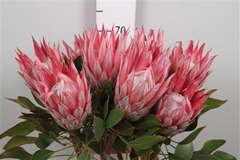 Protea Cynaroides 70cm