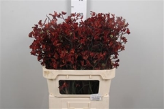 Anigoz Bush Ruby 80cm