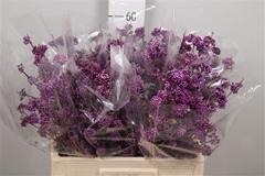 Callicarpa Bod Profu 60cm