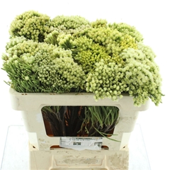 Kaaps Groen 50cm