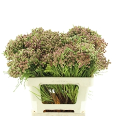 Kaaps Groen 50cm