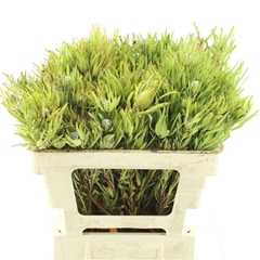 Leucad Coniferum 50cm