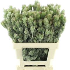 Adenanthos Other 60cm