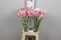 Zant Captain Romance 70cm