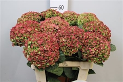 Hydr Magic Coral Cl 60cm 17cm Ø