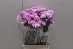 Di St Merletto Lavender