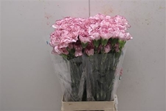 Di St Mariposa