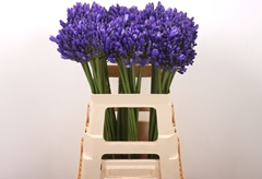 Agap Atlantic Ocean 60cm