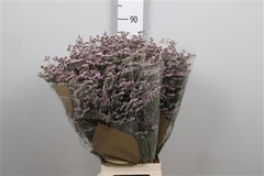 Lim Saf Oshi Pink 80cm 55gram