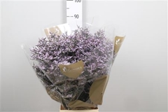 Lim Safora Lilac 80cm 45gram