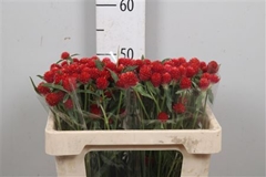 Gomph Gl Strawberry 55cm