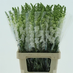 Antir Opus White 70cm