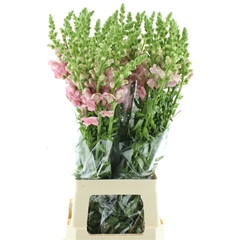 Antir Pot Early Pink 70cm