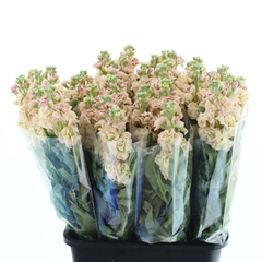 Matth Iron Apricot 70cm 24
