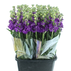 Matth Iron Purple 70cm 24
