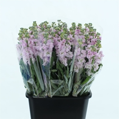 Matth Iron Cherry Bl 70cm 24