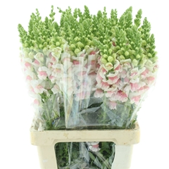 Antir Opus Appleblos 70cm