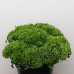 Di Barb Green Wicky 35cm