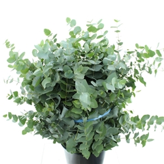 Euca Cinerea P Bunch 75cm 300gram