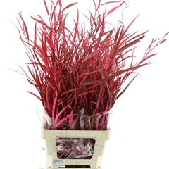 Eucalyp Klb Bs H% 70cm 200gram