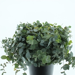 Euca Cinerea 43cm