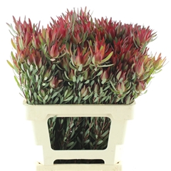 Leucad C Blush Pearl 60cm