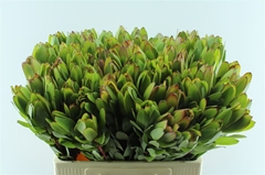 Leucad Safari Goldst 50cm