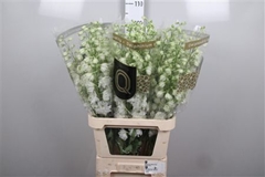 Delph El Dew Anastas 100cm 23