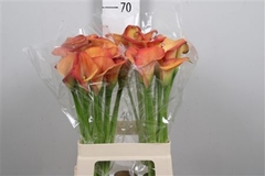 Zanted Dutch Glory 65cm