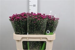 Ast Flash 70cm 20gram