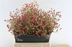 Rosa F Autumn Splash 40cm