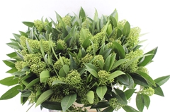 Skim C Kew Green Bunch 50cm