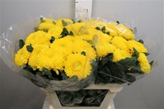 Chr G Migoli 75cm 90gram