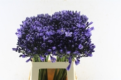 Agap Everp Poppin St 60cm
