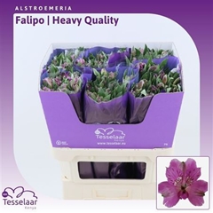 Alstr Falipo 75cm 80gram 11+