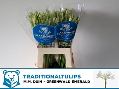 Ne Bo Greenw Emeral 65cm