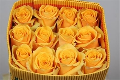 R Gr Other 60cm