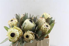 Protea Barbigera Ice Quee 50cm