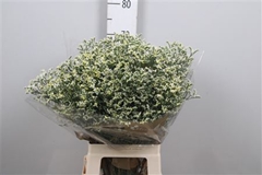 Lim Sin China White 70cm 35gram