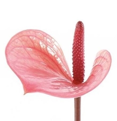 Anth A Summer Love 11cm Ø