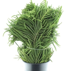 Araucaria Arauc Deco 60cm 980gram