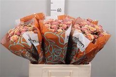 R Tr Antigua 60cm 55+