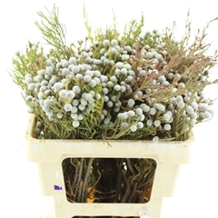 Brun Nodiflora 50cm