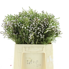 Brun Nodiflora 40cm
