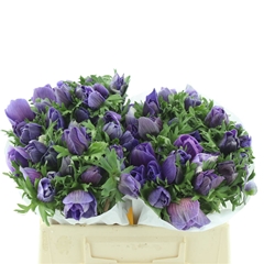 Anem Co Mis + D Blue 35cm